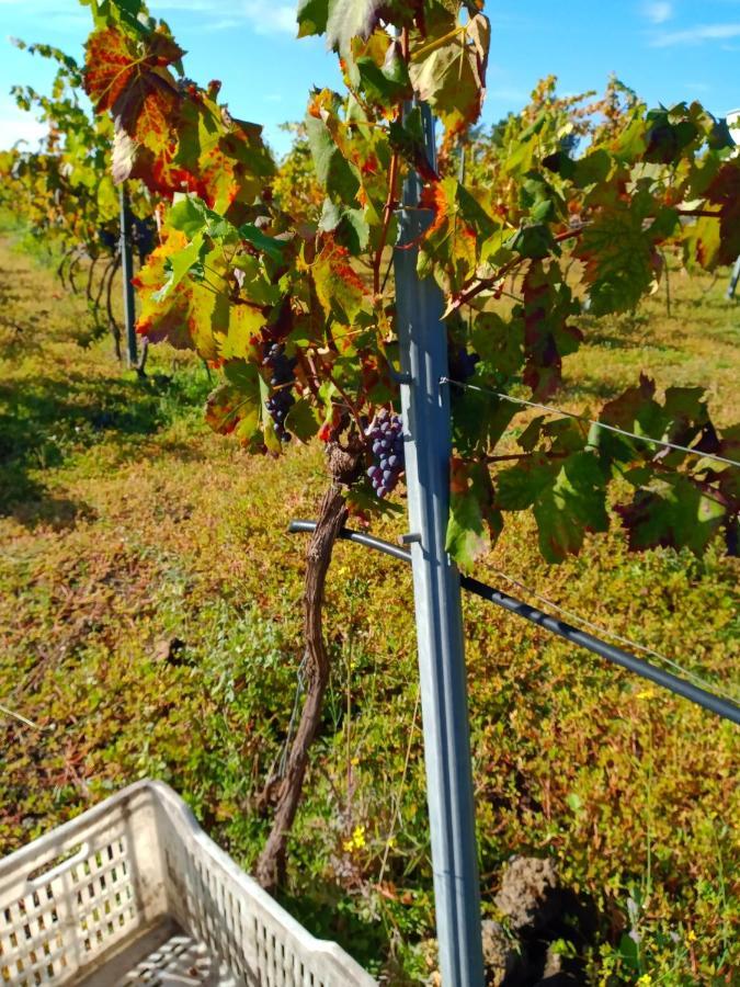 Willa Etnasentieri Wine House On Etna Mount Belpasso Zewnętrze zdjęcie